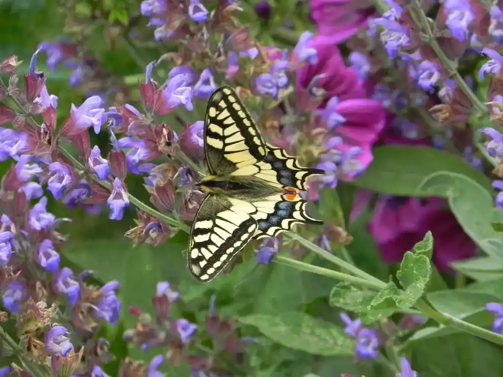 Afbeelding zonder ALT