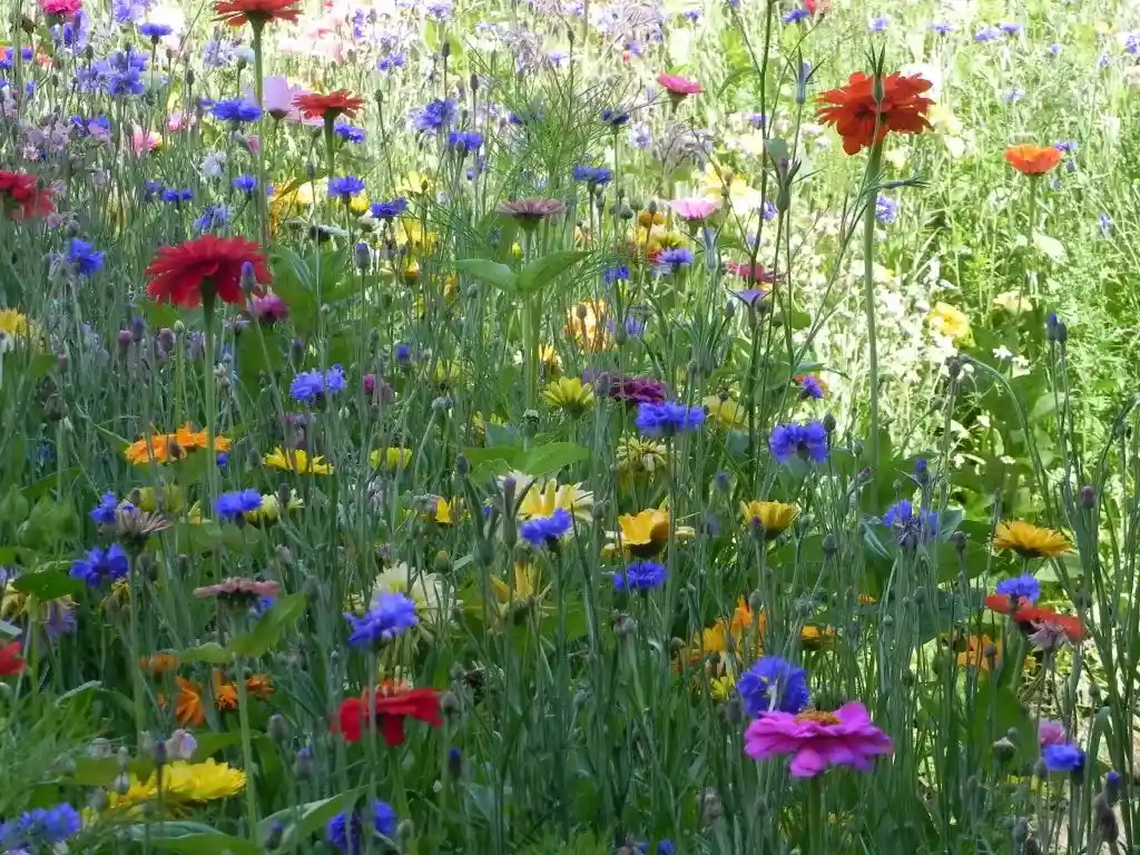 Afbeelding zonder ALT